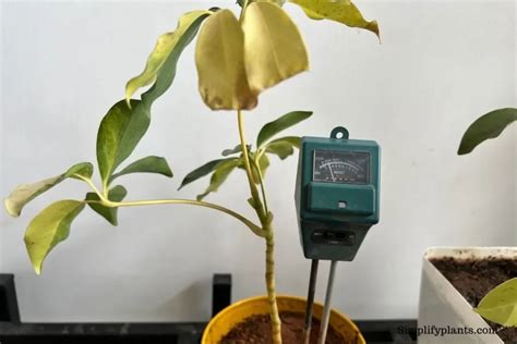 custom schefflera moisture meter|schefflera plants watering schedule.